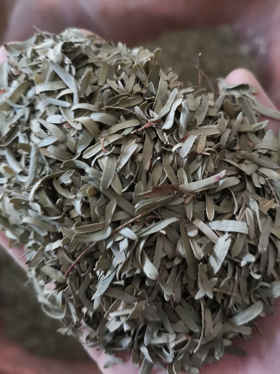 高坚果天然野生油柑叶余甘子油甘果叶子牛甘叶清香凉枕头枕芯填充料