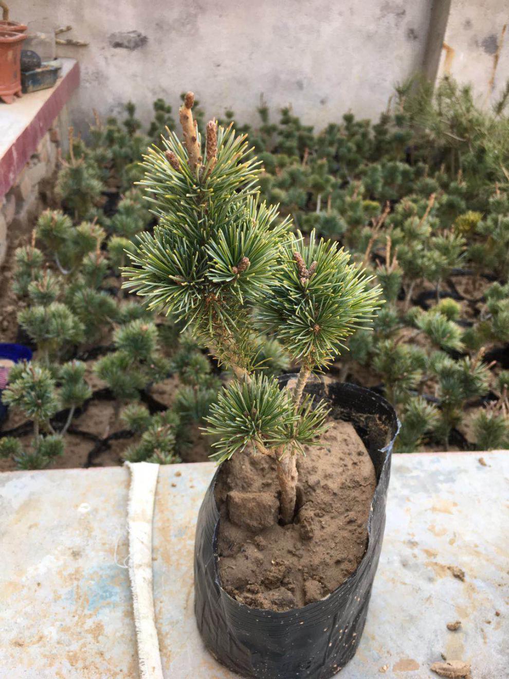 精品日本大阪松小苗五针松盆景树桩造型短针嫁接苗那须娘松树黑松精品