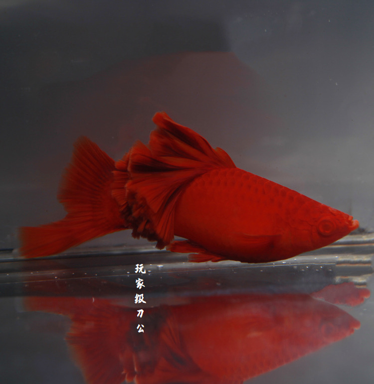 荣郁高鳍红箭鱼苗菊花帆红剑鱼狼牙热带鱼观赏鱼刀公新品5个月精品