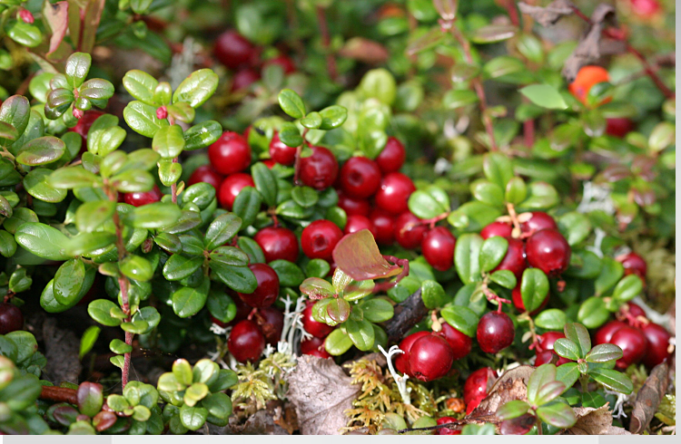 花姬 蔓越莓 盆栽苗耐寒植物南方北方室內辦公室庭院陽臺四季綠植果樹