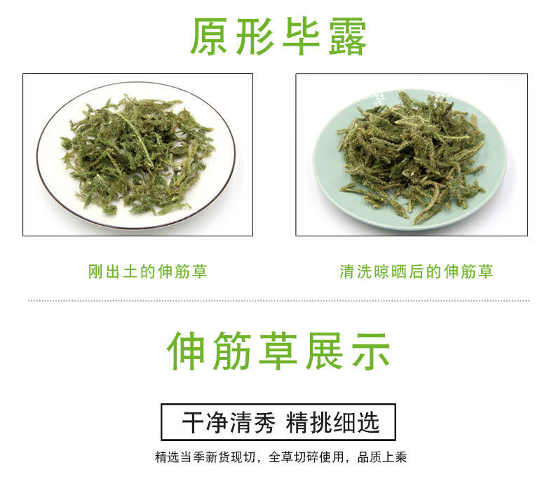 野生伸筋草透骨草特级泡茶泡水泡脚粉龙骨舒筋野生伸筋草今年新货250