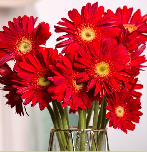 非洲菊扶朗花太阳花鲜花花束居家客厅卧室插花 新鲜采摘 全国 大红色