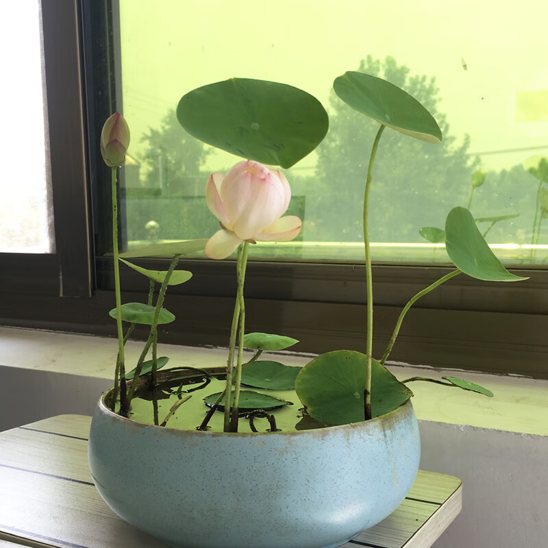 水生碗莲种子水培植物水养花水莲花种藕睡莲阳台观赏荷花盆栽z2 粉