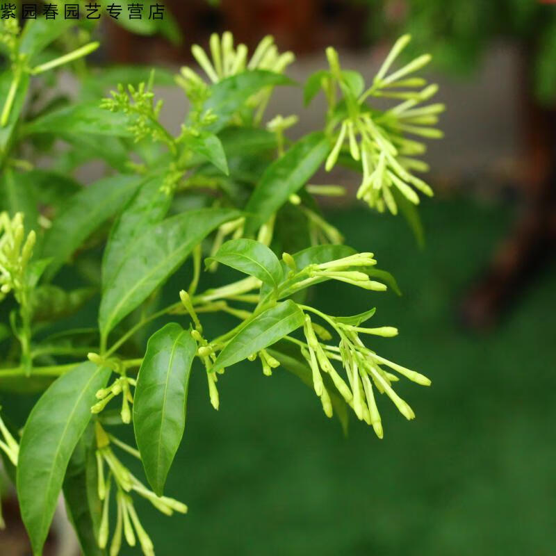 園藝夜來香花苗夜香樹苗盆景室內盆栽夜來香苗花卉七年苗地徑3公分不