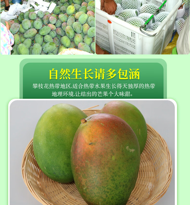 攀枝花凯特芒果大脸芒苹果芒新香甜大芒果整箱凯特芒 【一级果】5斤