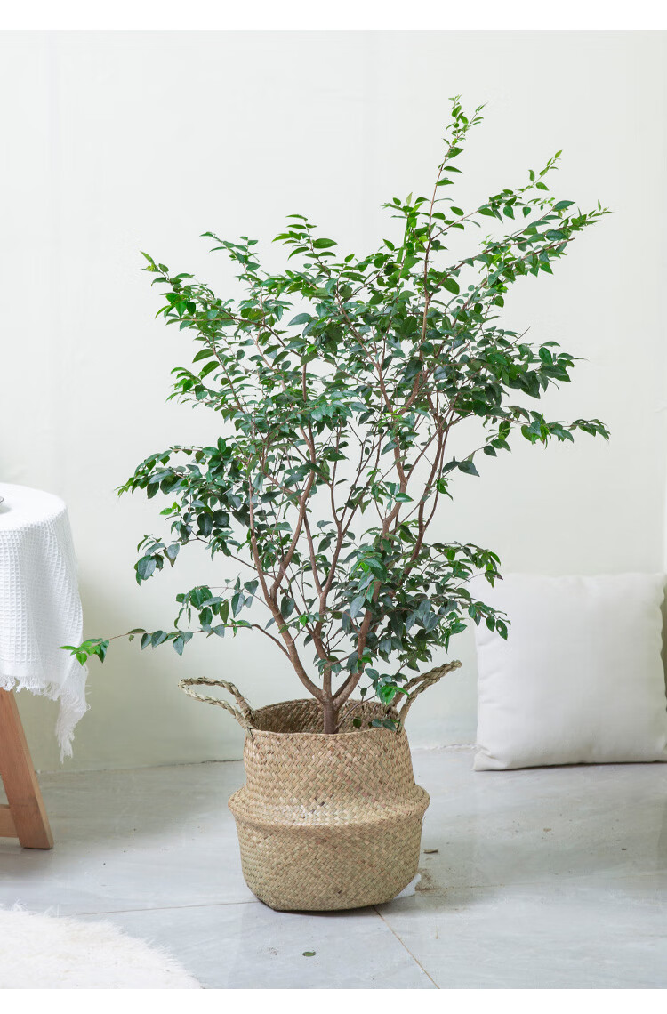 网红净化空气植物花城台湾嘉宝果大树苗树葡萄客厅阳台庭院花园别墅