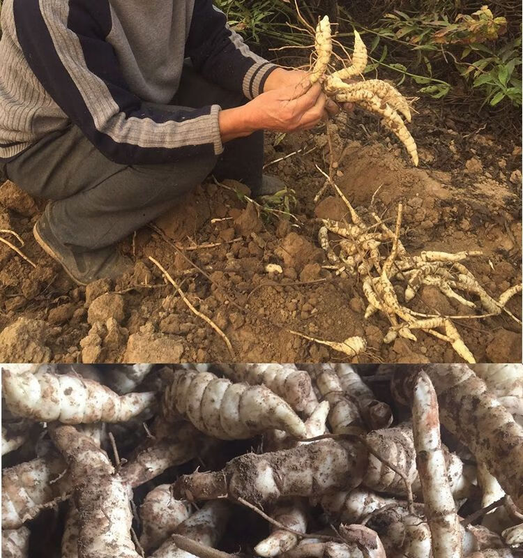 新鲜地参现挖地笋虫虫草参地蚕子地藕银条菜泽兰根农家特产净重3斤装