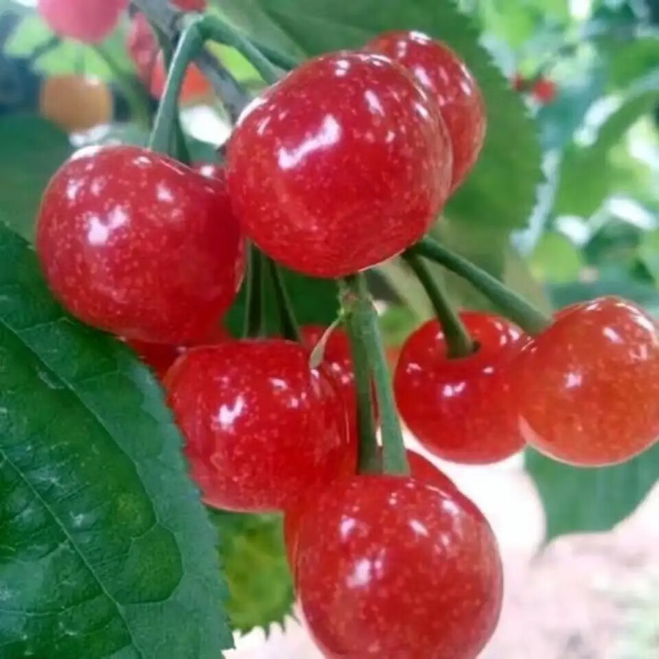 橙伯乐四川新鲜水果小樱桃现摘现发农家土樱桃童年的记忆恩特儿红樱桃