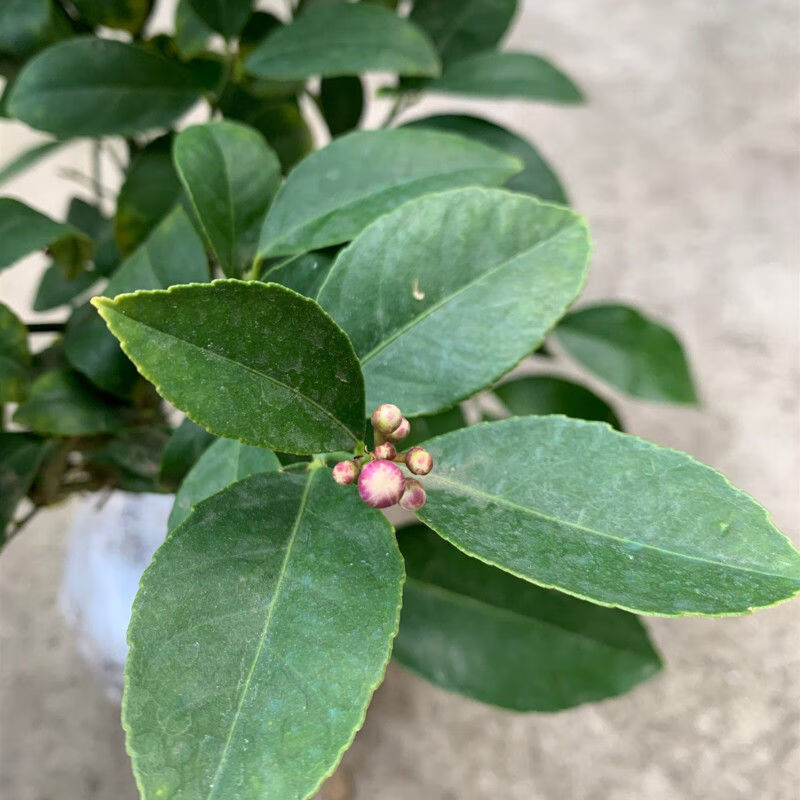 精品绿植香水柠檬树带花苞柠檬盆栽柠檬苗柠檬树苗带花苞6年香水柠檬