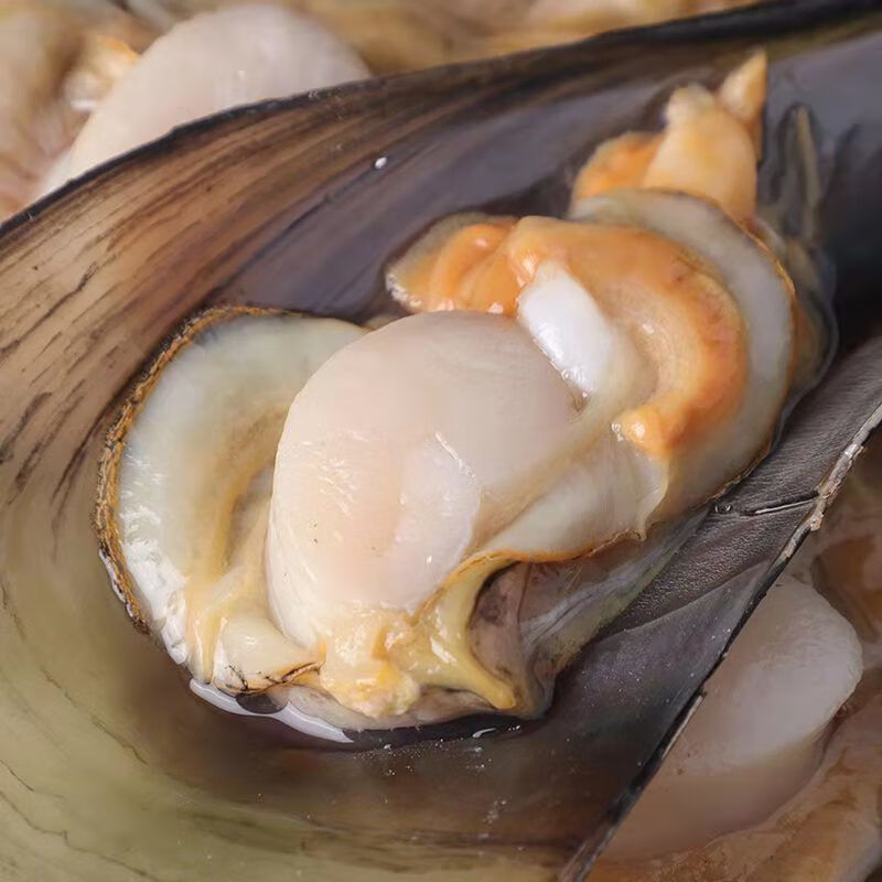 产地直发鲜活加工半壳速冻海带子绿贝瑶柱海鲜水产烧烤自助餐专用 (五