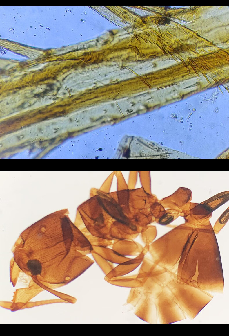 生物显微镜标本切片套装动物植物细胞配件载玻片实验儿童学生玻片10
