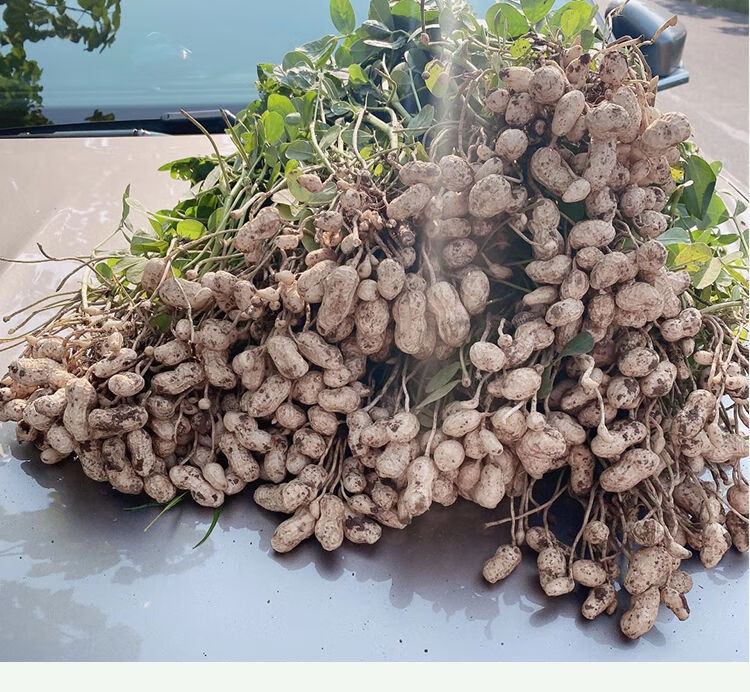 花生种子原种农科院新品种高产花生种子千斤王全国适种花育60大果 -量