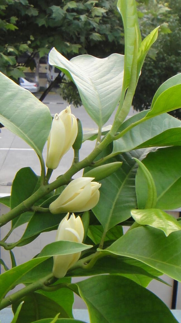 盆栽白兰花树苗 嫁接白兰花苗 黄角兰苗 白玉兰花苗黄果兰树苗 六年苗