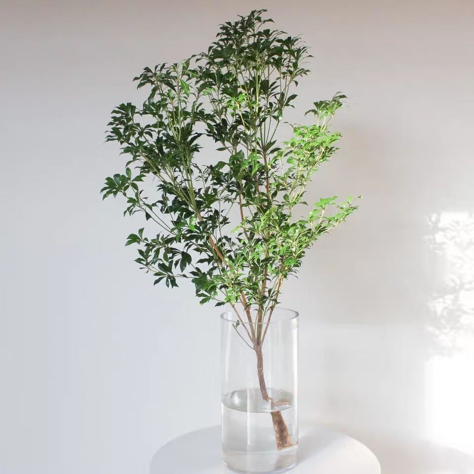 马醉木水培植物鲜切枝条树枝室内绿植日本吊钟树苗水养盆栽活树8090cm