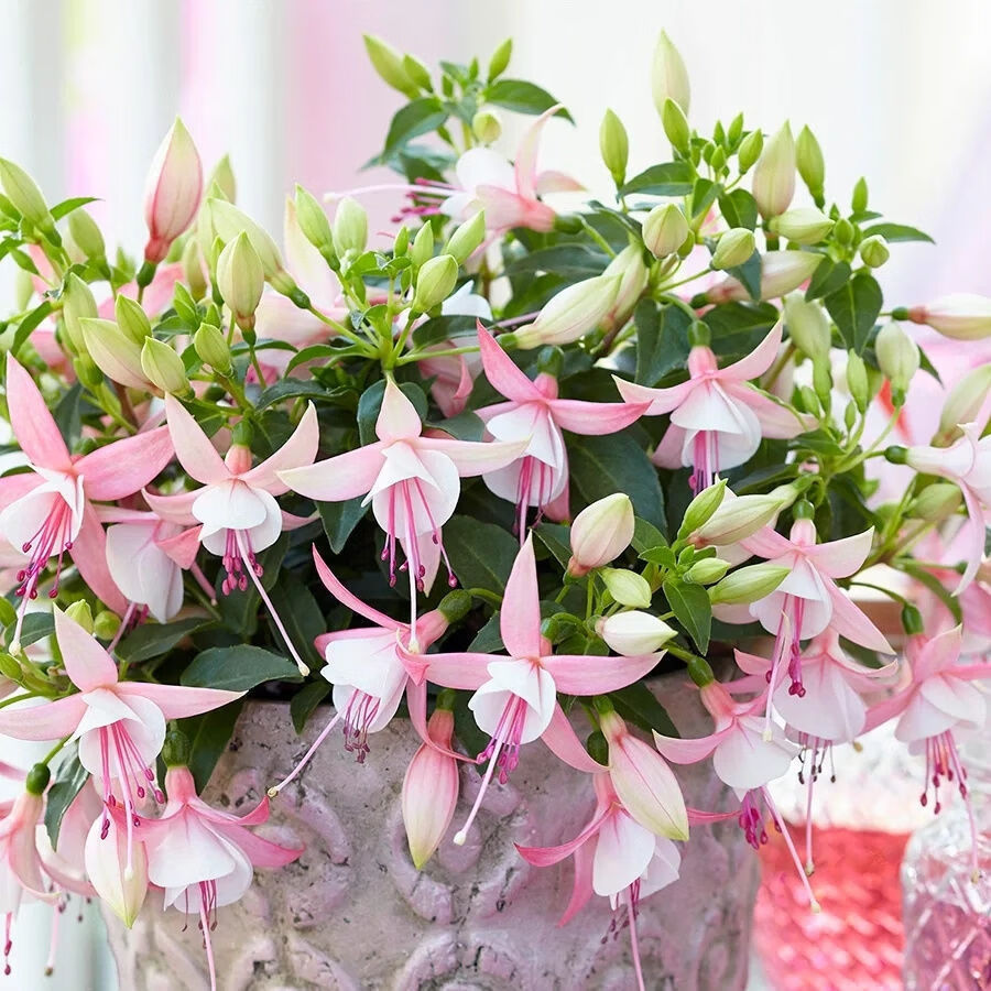 重瓣倒挂金钟花种籽四季植物种子宝莲灯室内外吊兰灯笼花种子 白圣洁