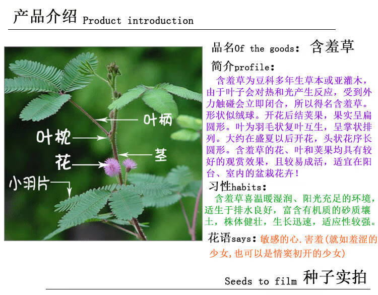 【含羞草种子200粒】奇趣植物花卉种子盆栽植物花籽 含羞草100粒 肥