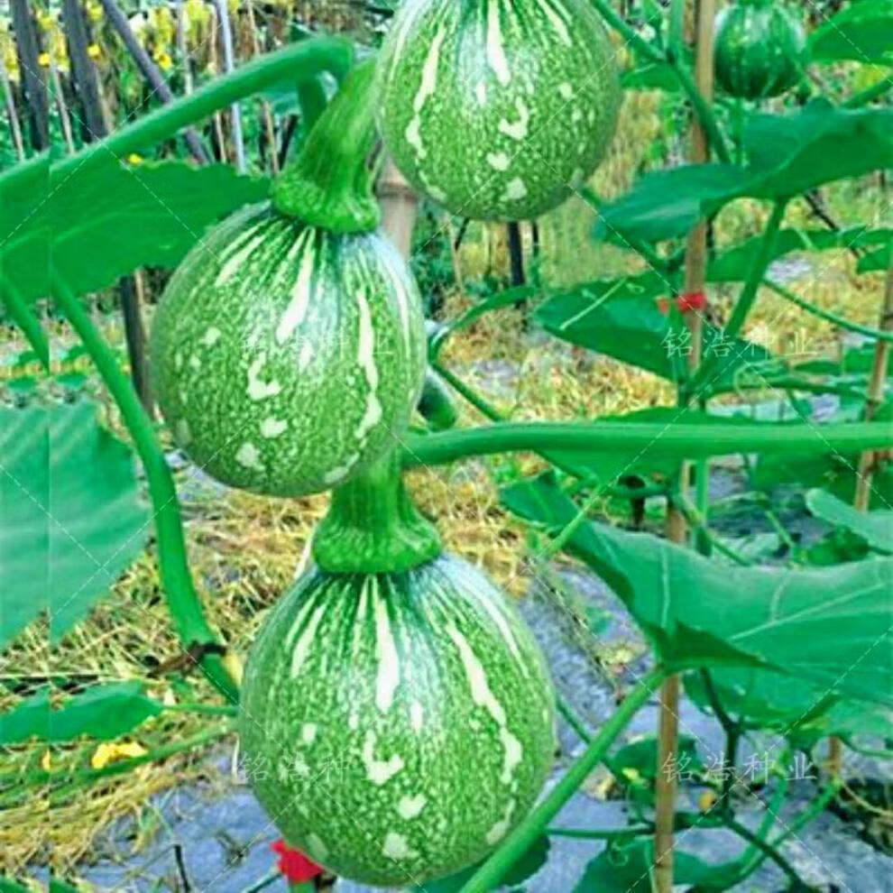 一串玲杂交青花花皮小南瓜种子早熟高产蔬菜种籽肉厚脆嫩甜面串铃青花