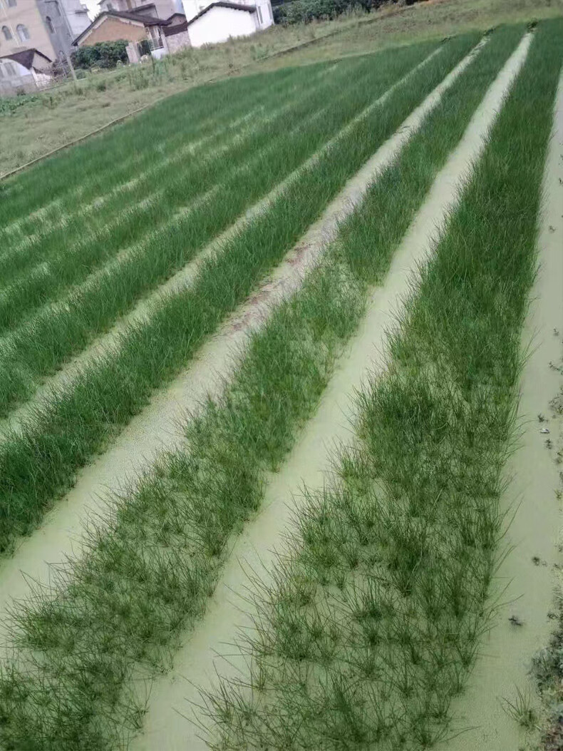 姜芮广西桂林荔浦马蹄苗荸荠种植苗种子脆甜无渣水果高产马蹄苗20棵苗