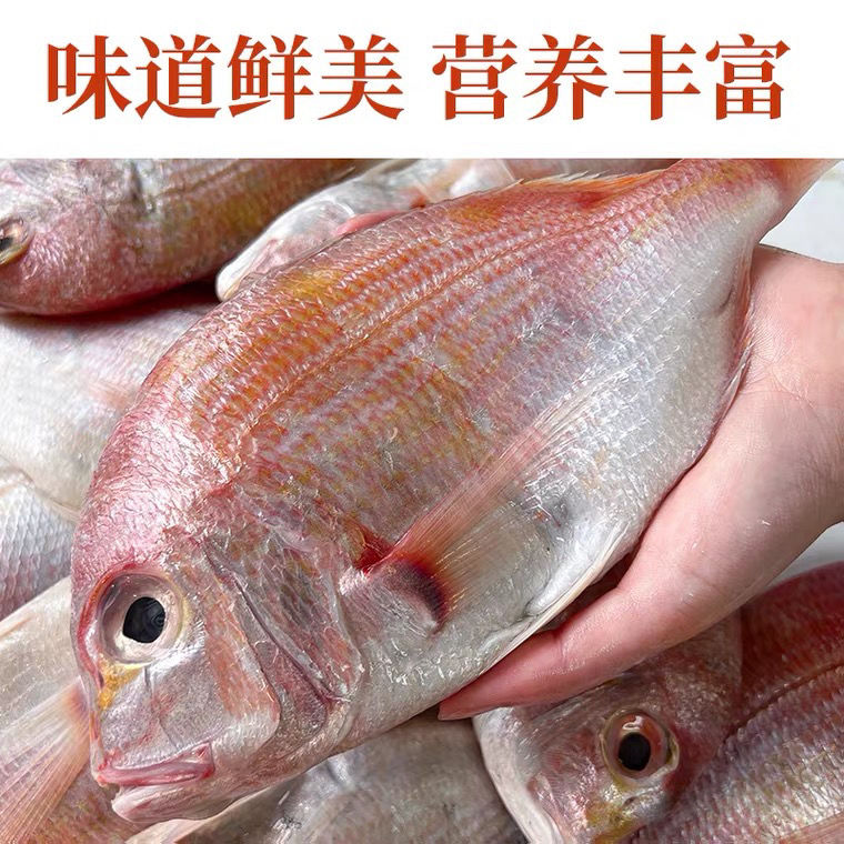 红加吉鱼新鲜冷冻赤棕鱼冰鲜红立鱼真鲷鱼海鱼类海鲜铜盆鱼 每条4两