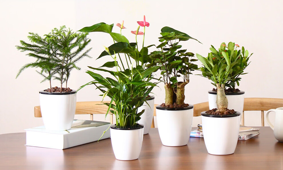 桌上植物 绿萝植物盆栽花卉 发财树文竹观叶植物办公室客厅绿植盆景z5