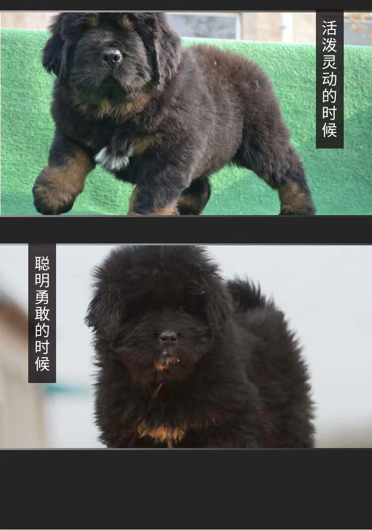 純種藏獒幼犬活體巨型鐵包金藏獒獅王藏獒黑色白色雪獒家養幼崽公母均