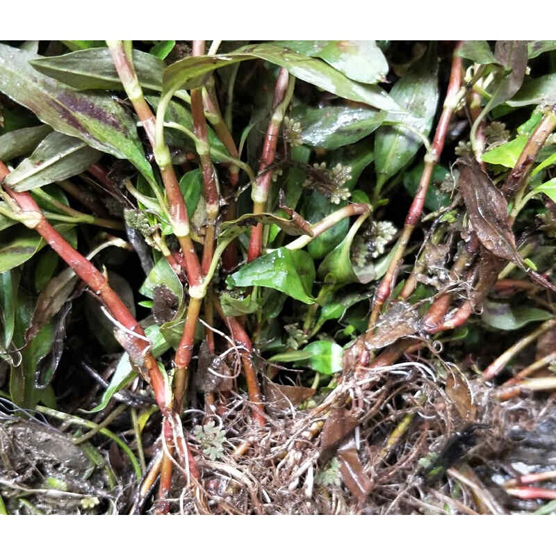 花音谷【京选】云南香柳菜野生新鲜香柳酸汤香料拉沙叶佐料香菜鱼廖苗