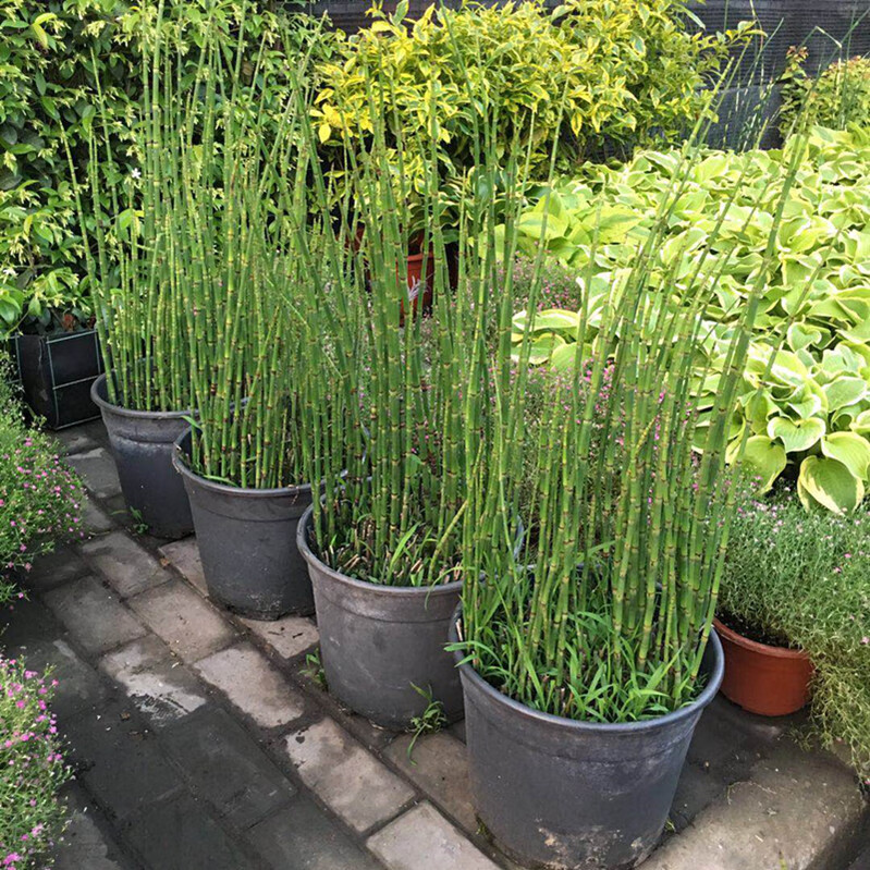 木贼盆栽笔头草笔管草四季常青耐寒过冬多年生水景植物净化水质草木贼