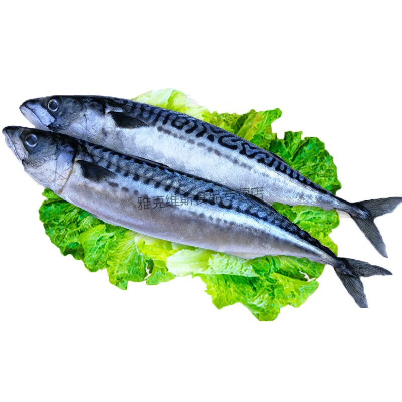 大菜园鲐鲅鱼新鲜鲐鱼鲜活海鱼冷冻小鲅鱼青花鱼青占鱼15kg