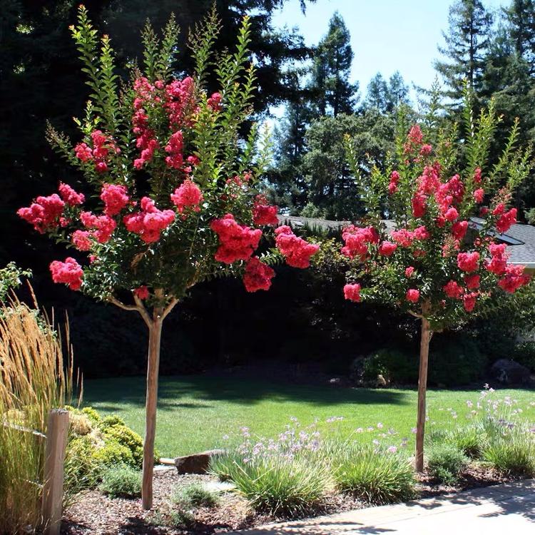 绿化风景树 百日红花紫薇花期超长 8公分粗【下单品种留言】【图片