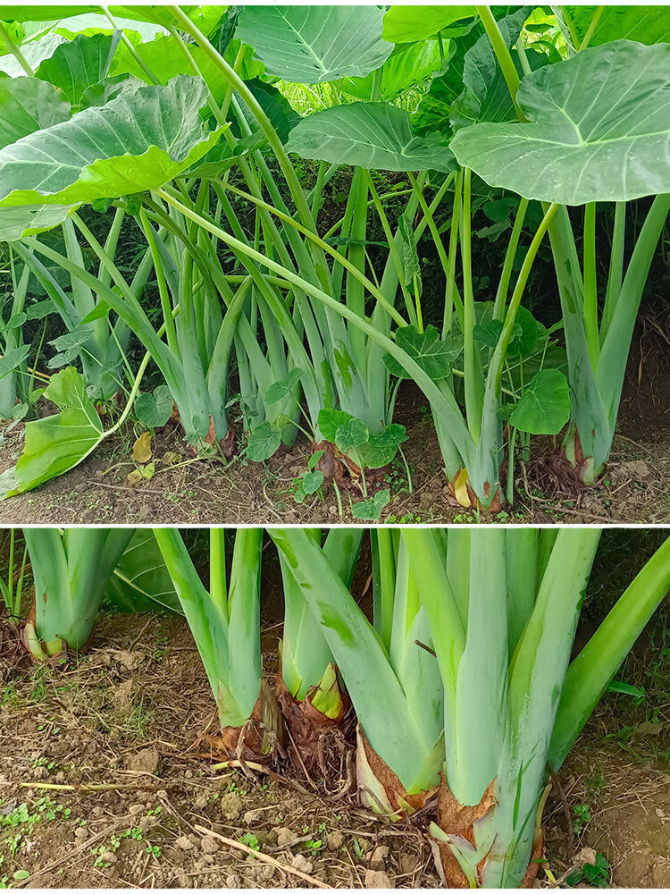 广菜3斤贵州新鲜特产蔬菜1斤农家自种芋荷芋梗白玉