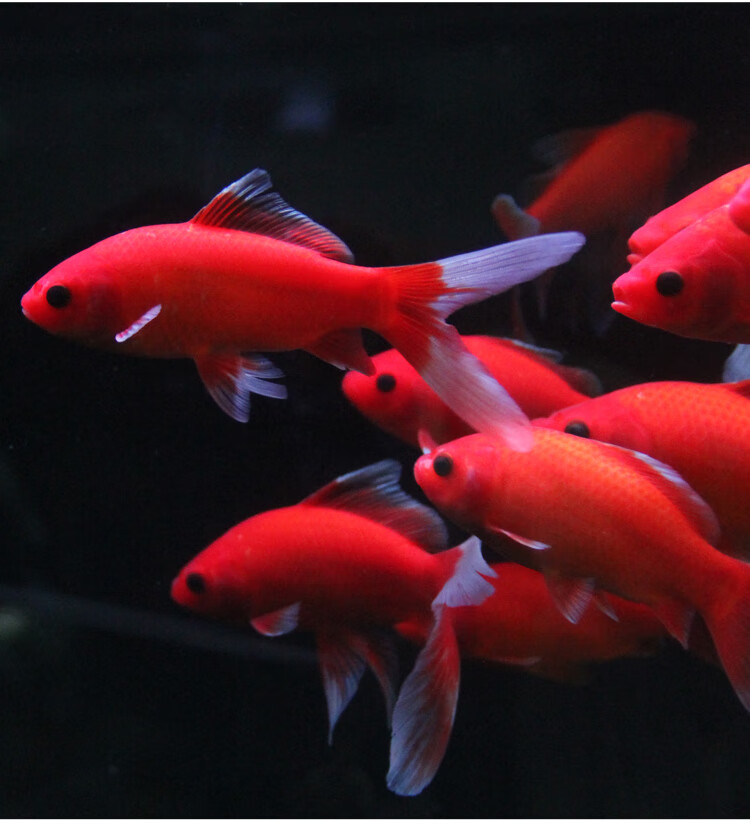 萌萌哒观赏鱼冷水血鹦鹉发财鱼葡萄眼黑眼草金锦鲤金鱼红草金风水鱼