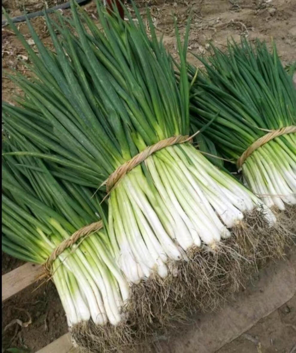 安徽分葱中等大小品种小香葱山东大葱大香葱3斤净重