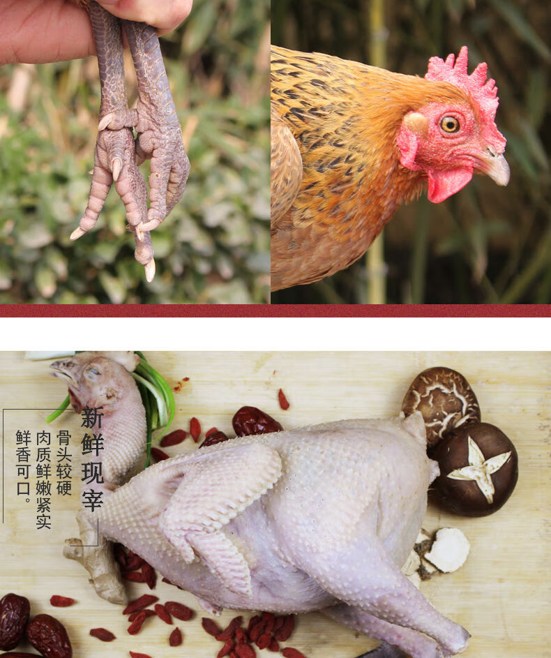 土鸡农家散养黑脚老母鸡超走地鸡现杀母鸡煲汤食材克雷蒙黑脚335斤1只