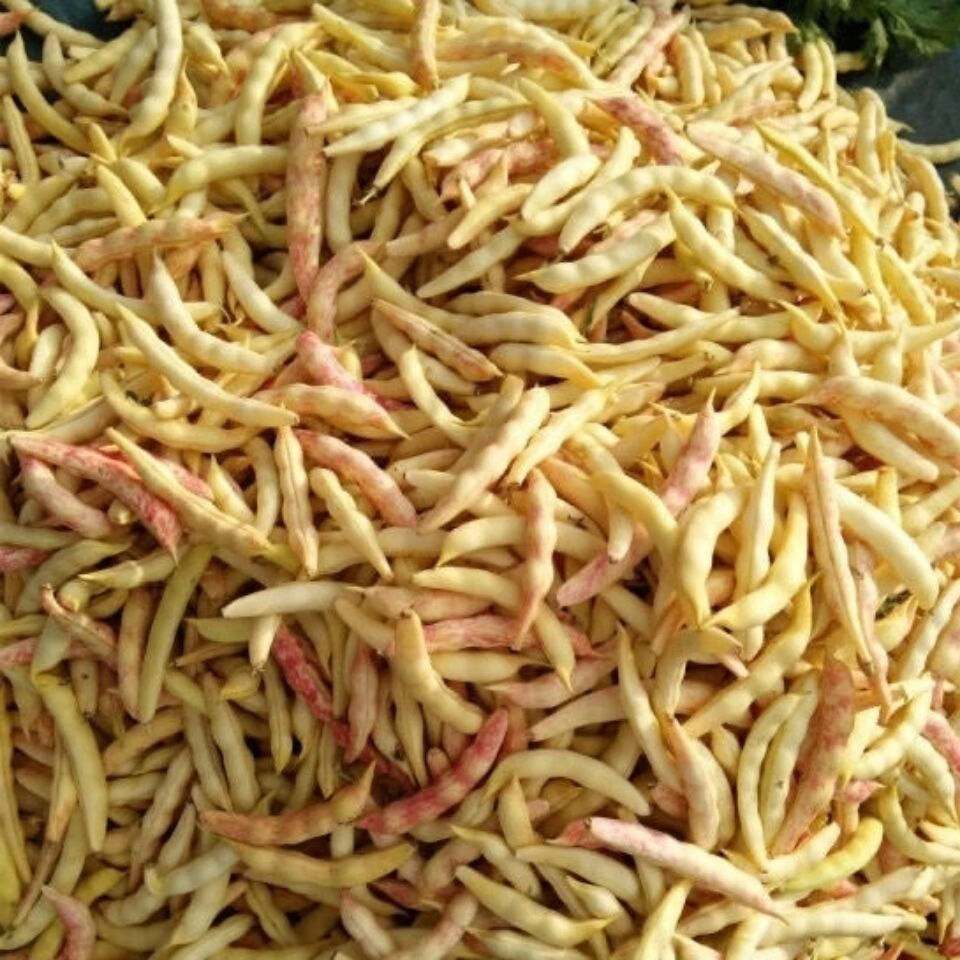 正宗东北黄金勾勾勾黄新鲜蔬菜现摘现发红金勾几豆角 黄金勾豆角 一斤