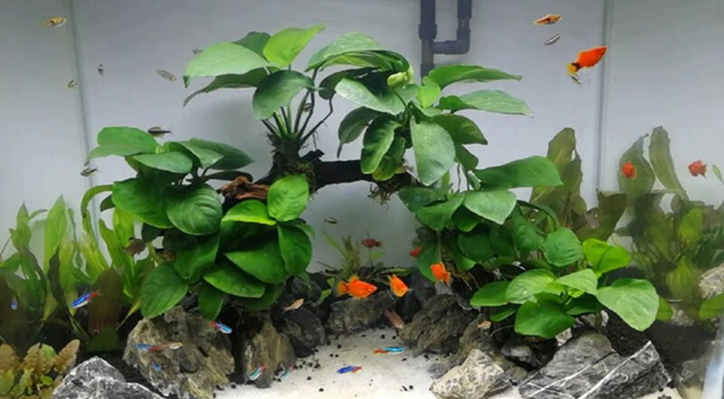 荣郁懒人水草沉木水榕水族造景装饰活体植物鱼缸造景套餐多头水榕树