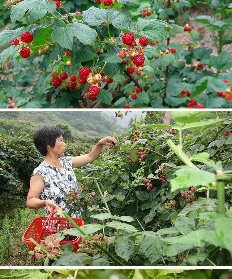 汉柠树莓覆盆子树苗树莓苗黄红树莓苗南方北方地栽盆栽果当年结果秋福