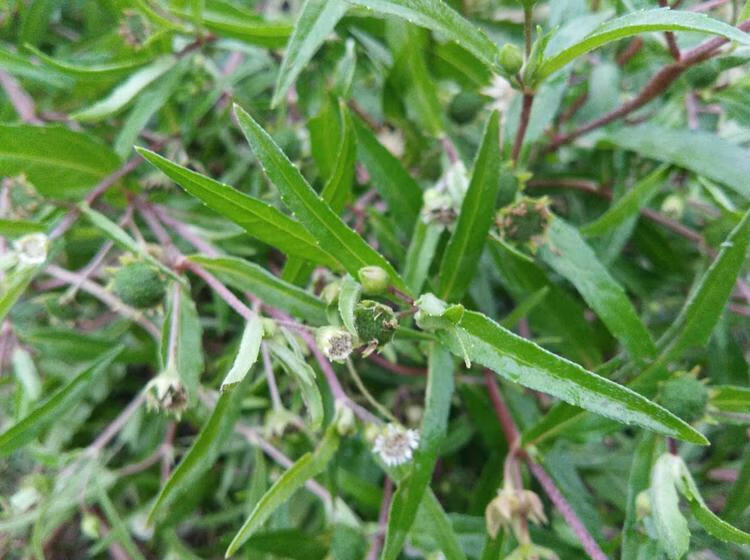亏本卖啦野生旱莲草墨旱莲新鲜干货旱莲草伊梵麦旱莲1000克女贞子1000
