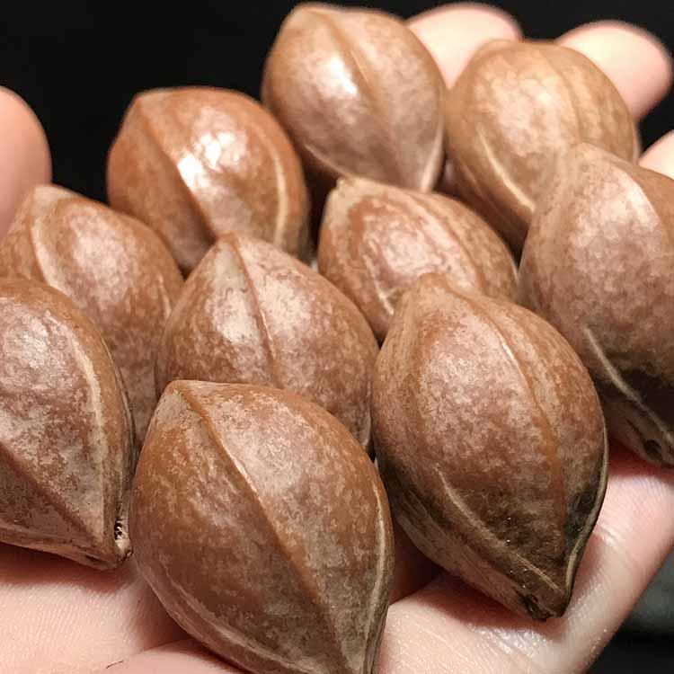 【京选好品】梅林橄榄核橄榄核手串梅林铁头核鹰嘴鲨鱼背原皮原料手串