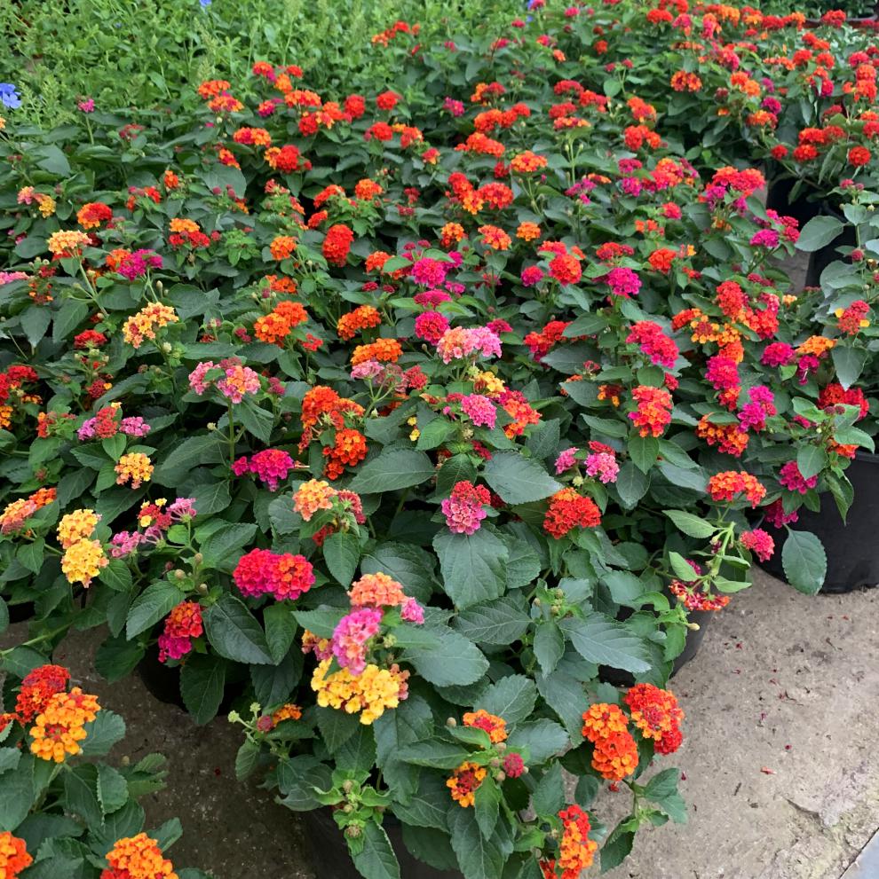 适用空间:庭院,阳台是否含花盆:不含盆类别:木本花卉品种:五色梅货号