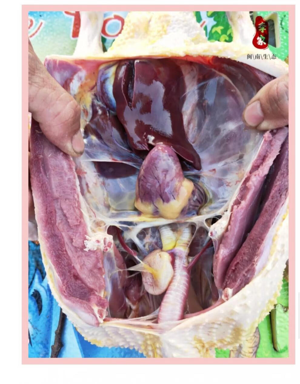 5斤以上杀后6斤带内脏 顺丰空运【关注囎四物炖汤包】【图片 价格