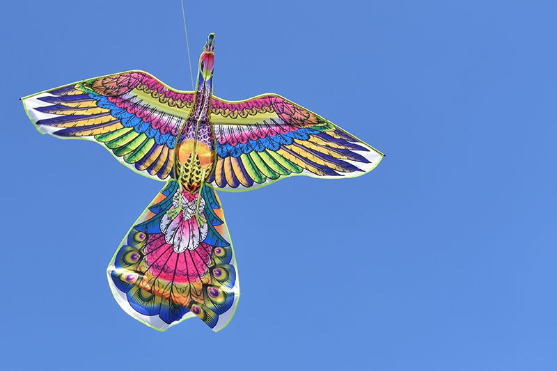 蕾迪熊leidixiong新款潍坊孔雀风筝成人风筝孔雀开屏长尾七彩大型微风