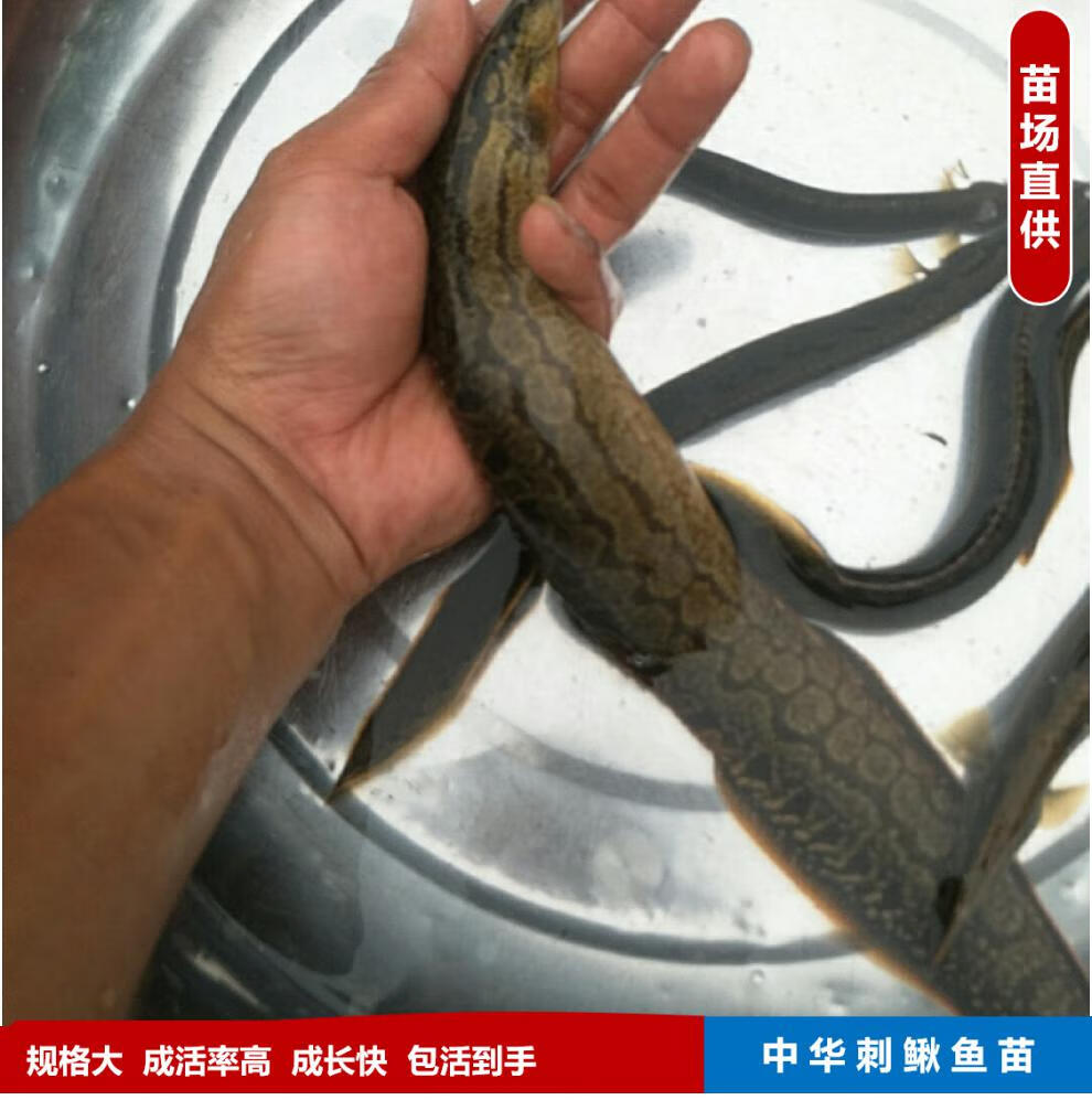 中華刺鰍魚苗中華大刺鰍淡水刀鰍苗沙鰍魚鋼鰍刀鰍石錐魚苗 2-4釐米