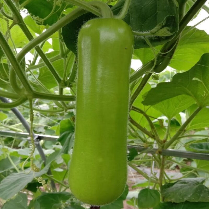 鲜嫩丝瓜八棱角丝瓜长肉丝瓜水瓜3/5斤当季时令农家新鲜蔬菜 长丝瓜