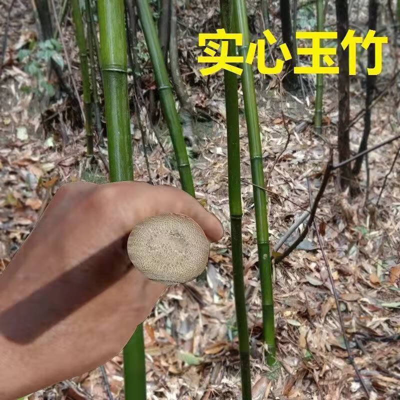 江影清实心竹绿化竹子苗实心文玩玉竹苗好成活盆栽庭院四季常青地栽