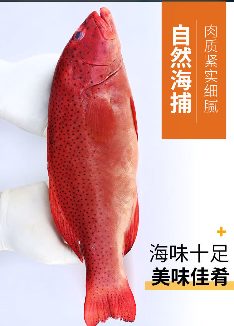 東星斑野生東星斑石斑魚燕尾斑紅石斑深海魚活凍海