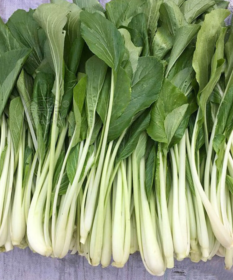 长梗高杆白菜种子种籽菜种高脚杭白菜四季菜种小青菜蔬菜孑菜籽子