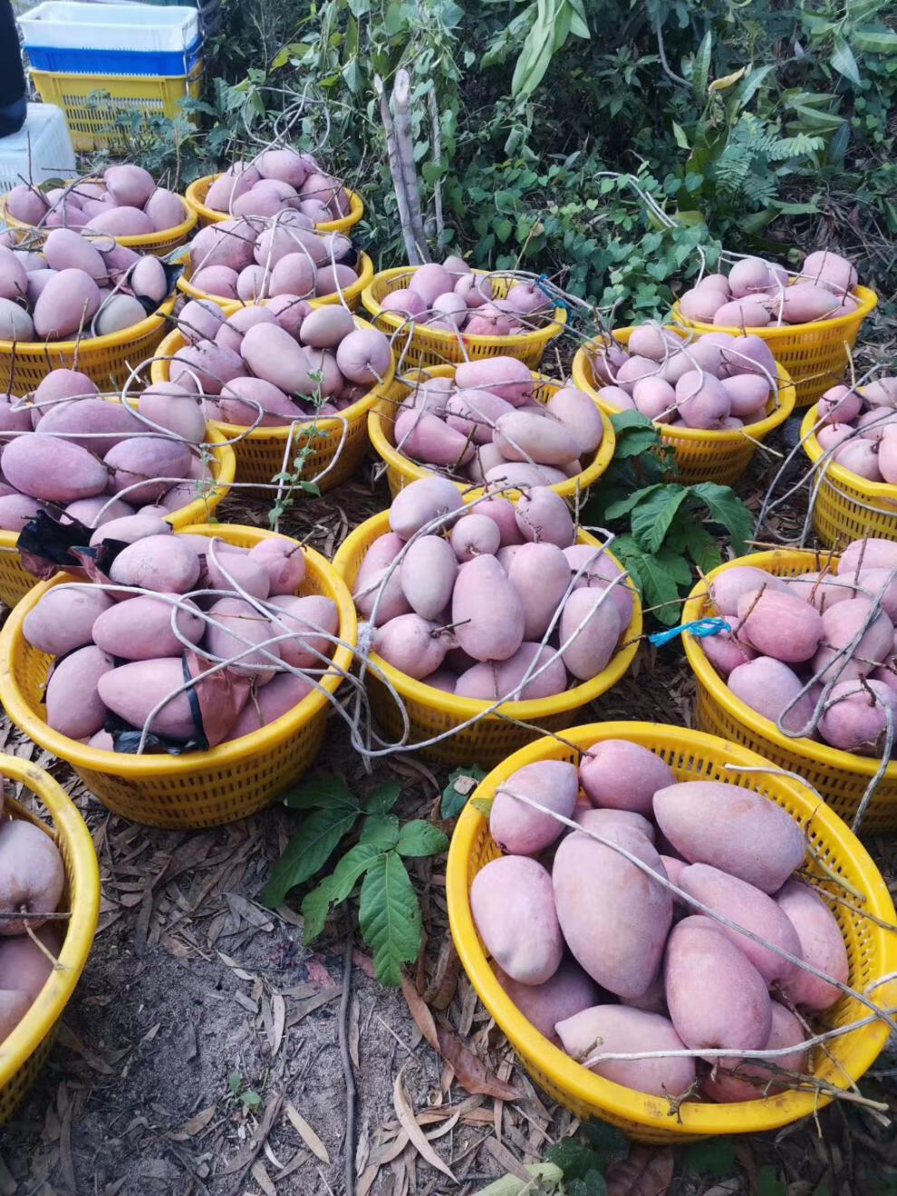 顺丰多地隔日达海南树上熟礼盒特大红玉芒果玉文爱文芒当季新鲜水果