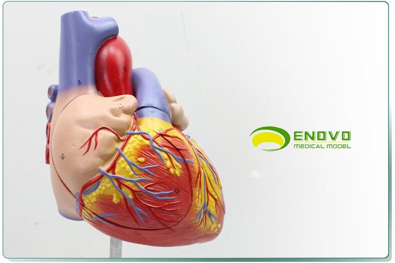 颐诺放大版人体心脏解剖模型心脏模型医学心室心房人体解剖生理系统