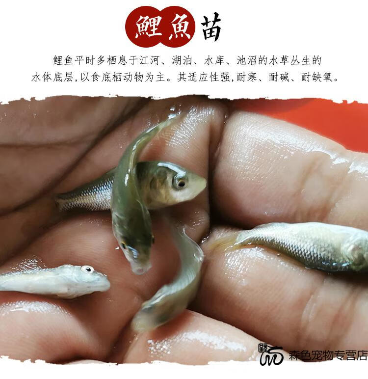 赤眼鳟鱼苗红眼鱼龟粮活体饲料鱼鱼塘鱼淡水养殖小鱼苗活体赤眼鳟152