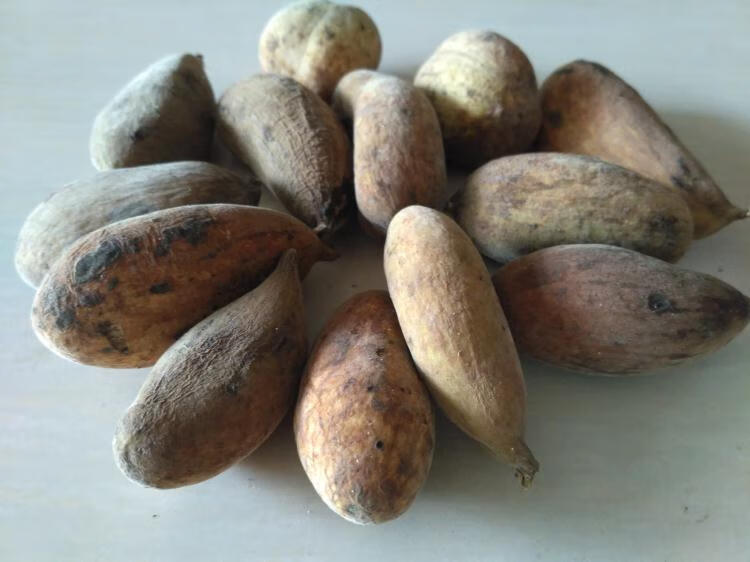 四川野生中药材五倍子四川野生肚倍 每份500g 可磨粉【图片 价格 品牌